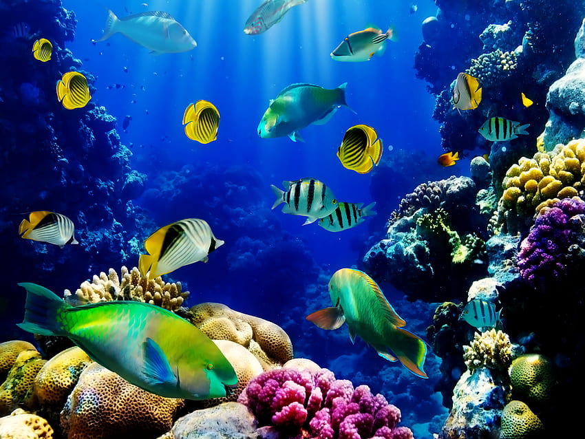 Với 4 con cá trực tiếp, bạn sẽ cảm thấy như đang quan sát chúng trong một bể cá thật sự. Tận hưởng những chuyển động và thực vật dưới nước tuyệt đẹp trên màn hình máy tính của bạn. 