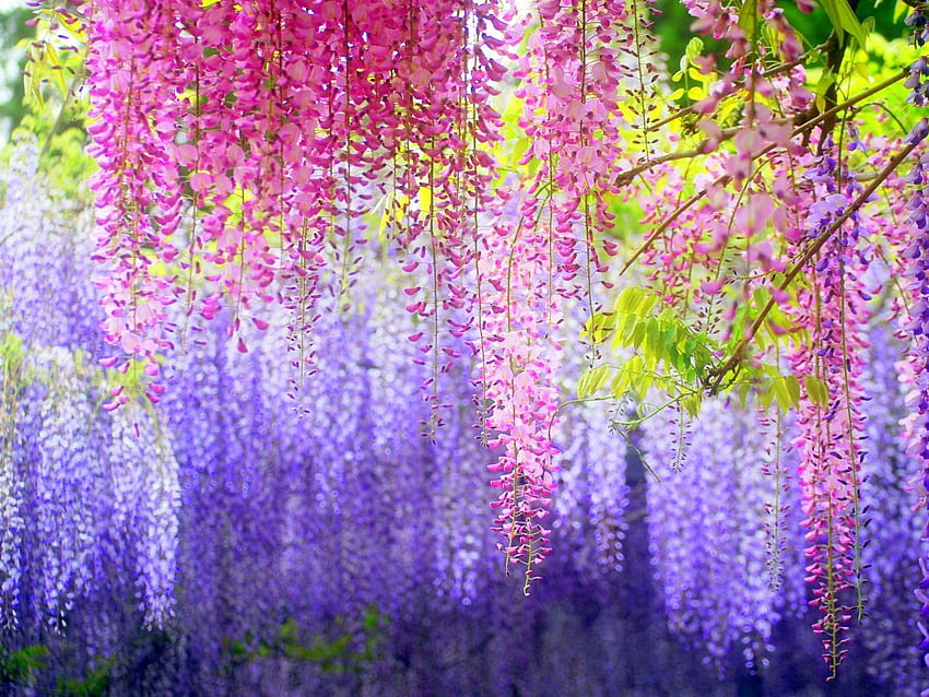The Wisteria Tunnel in Kawachi Gardens, Japan are a straight out of, japan flower tunnel HD wallpaper