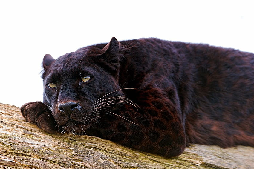 Panthers Big cats animal, black panther big cat HD wallpaper