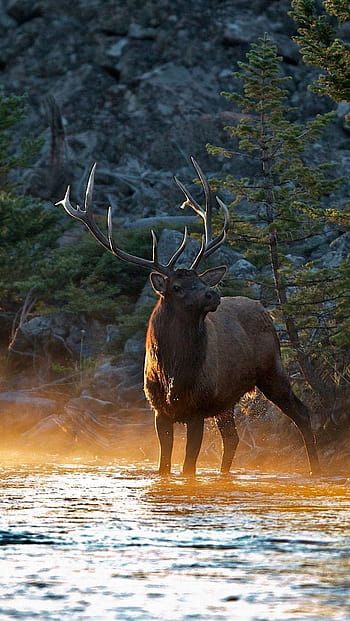Animal Moose HD Wallpaper by James Meger