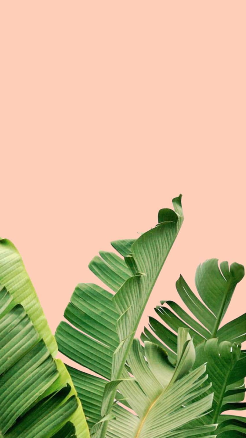 Palm trees backgrounds, plant aesthetic plain HD phone wallpaper