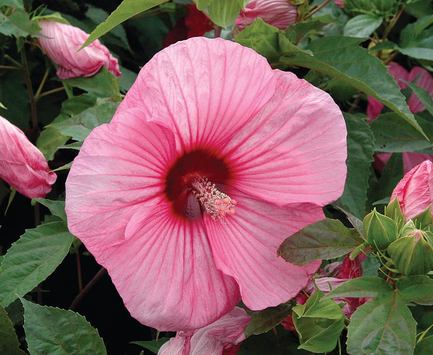 Rose Mallow 'Brandy Punch:' Fleur d'hibiscus rose, hibiscus punch hawaïen Fond d'écran HD