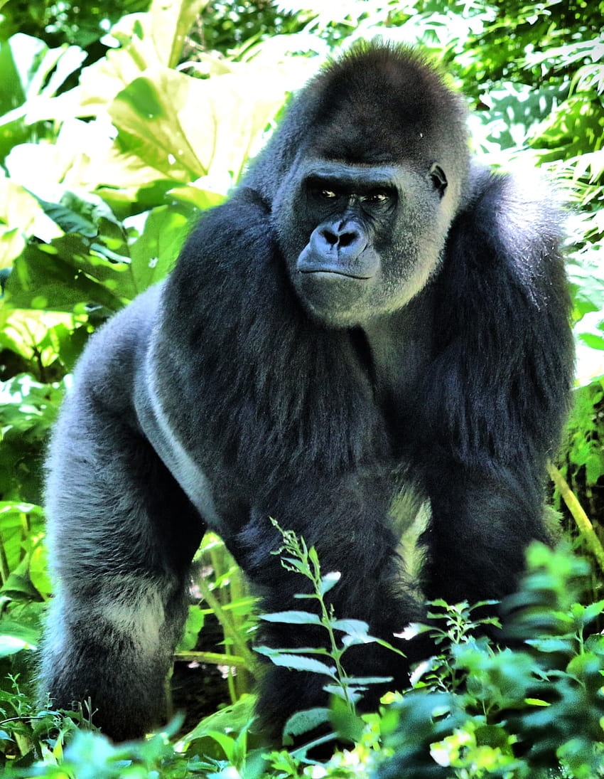 50 Gorilla, funny gorilla HD phone wallpaper