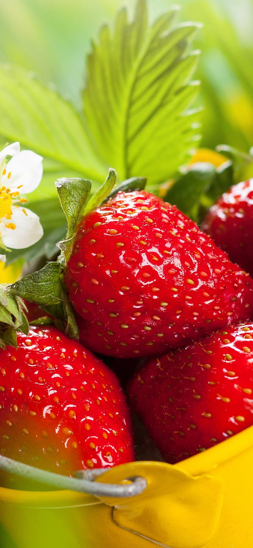 1125x2436 Erdbeeren, Korb, frische Früchte, iPhone x 1125x2436, Hintergrund, 5260 HD-Handy-Hintergrundbild