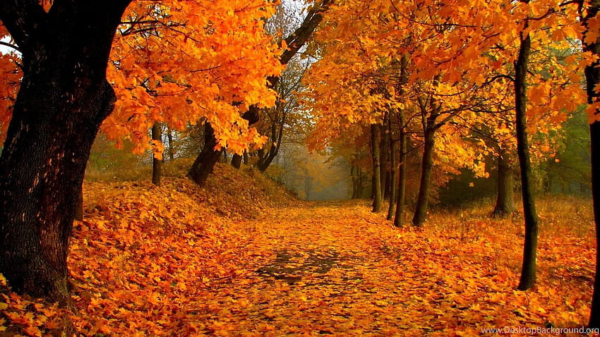 : Autumn Foliage, Forest, Path, Maple Tree, Maple Leafs ... Backgrounds, autumn maple forest HD wallpaper
