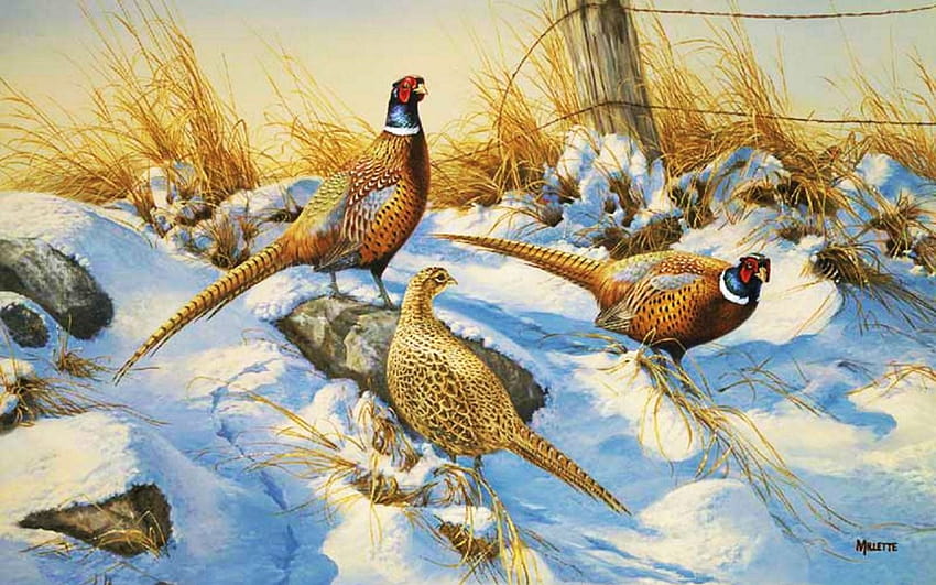 Pheasant Iphone, pheasants HD wallpaper