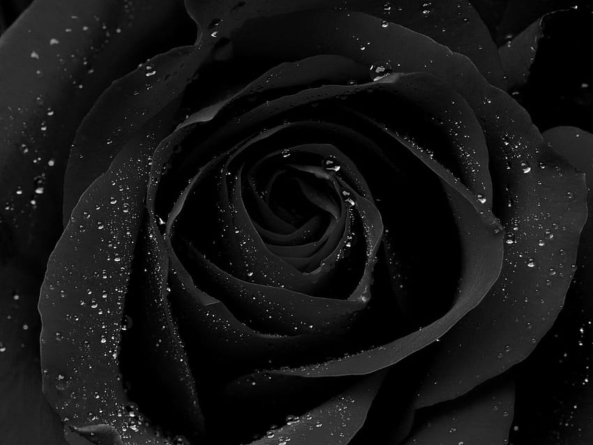 19 flores pretas sofisticadas para o seu jardim exclusivo, rosa escuro papel de parede HD