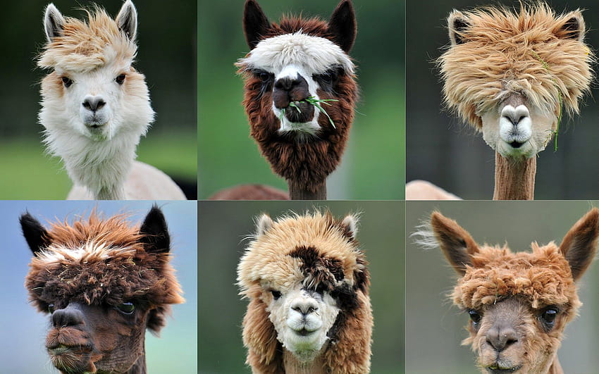 Alpaca Hair Style / and Mobile Backgrounds HD wallpaper