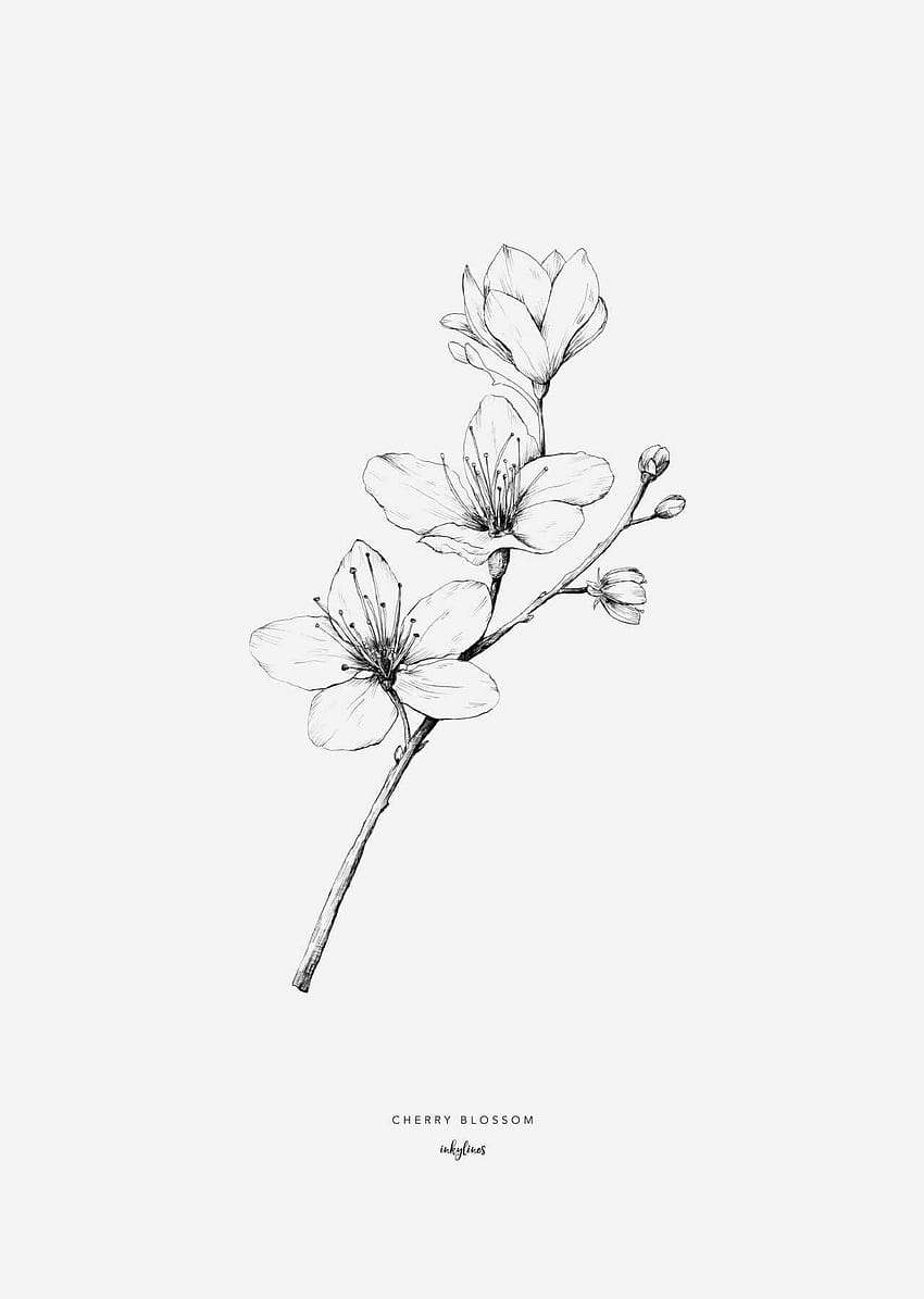Kwiat wiśni, rysunek kwiatu Tapeta na telefon HD
