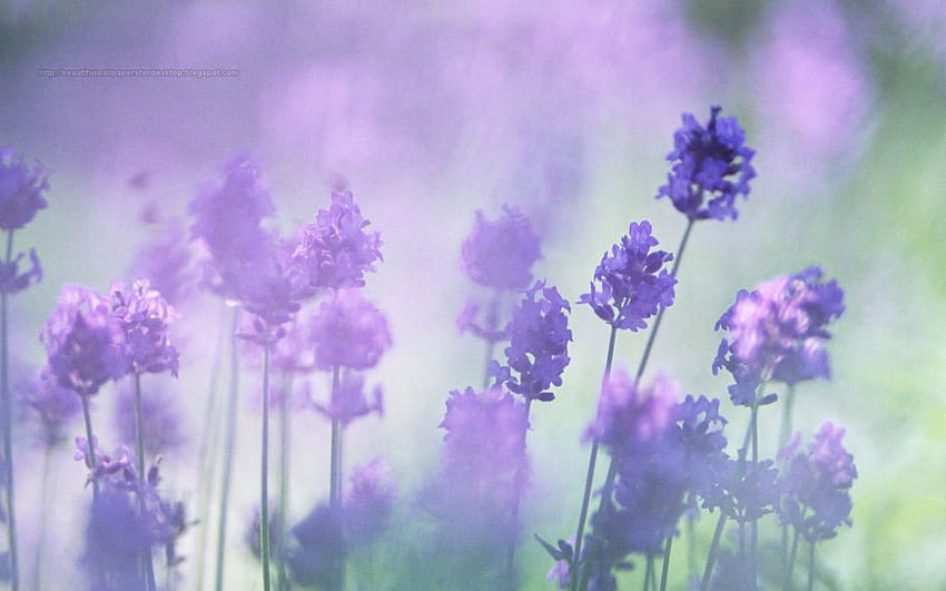 Piękne fioletowe kwiaty [1600x1000] na telefon komórkowy i tablet, smutny fiolet Tapeta HD