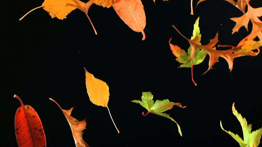 Slow Motion Falling Leaves and Autumn Leaf Fall Shot in Slow Mo High Definition Black Backgrounds, autumn leaf falling down HD wallpaper