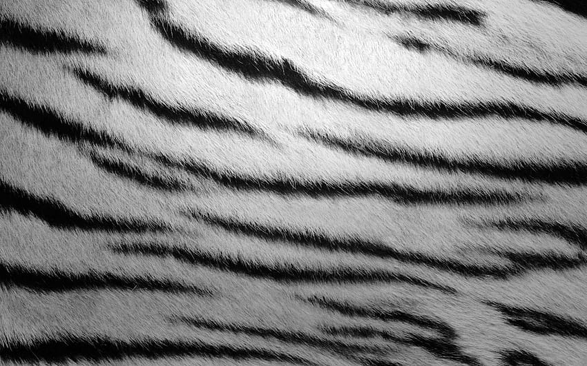 3 Białe futro, skóra tygrysa Tapeta HD