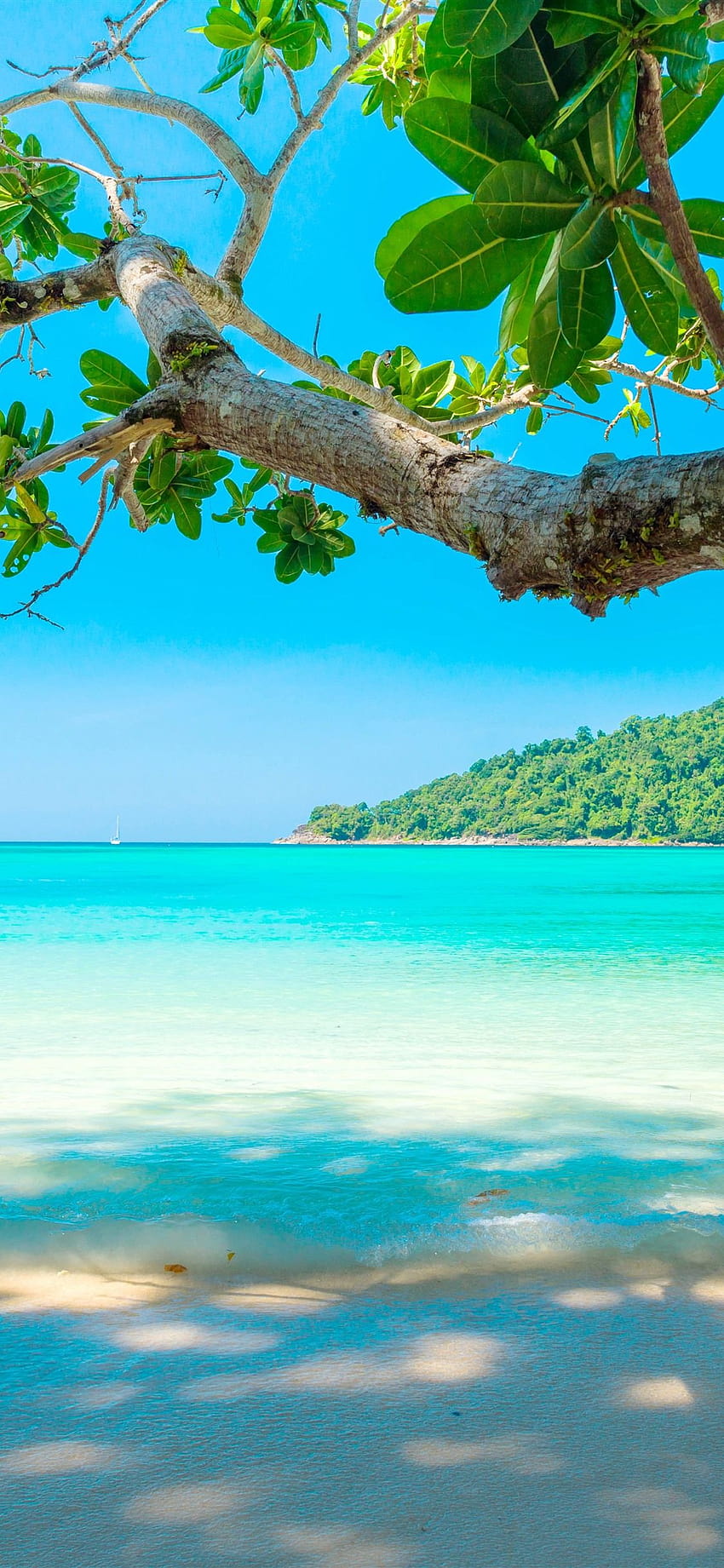 Beautiful sea, beach, tree, tropical 1242x2688 iPhone 11 Pro/XS ...