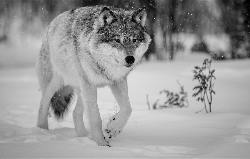 Invierno, lobo, Naturaleza, animales, invierno, lobo , sección животные,  lobos de invierno fondo de pantalla | Pxfuel