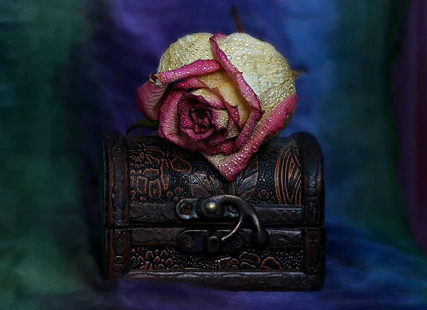 Skrzynia ze skarbami Płatki róż Krople Zbliżenie Tapeta HD