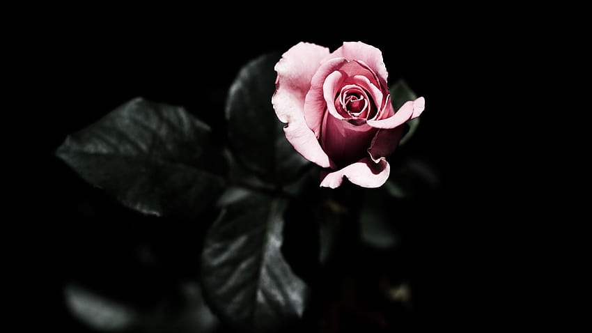 One pink rose, darkness 1125x2436 iPhone 11 Pro/XS/X, single rose in darkness HD wallpaper