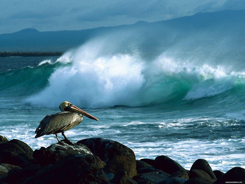The Bad weather on the sea, birds, coast, dark blue, nature, sea HD wallpaper