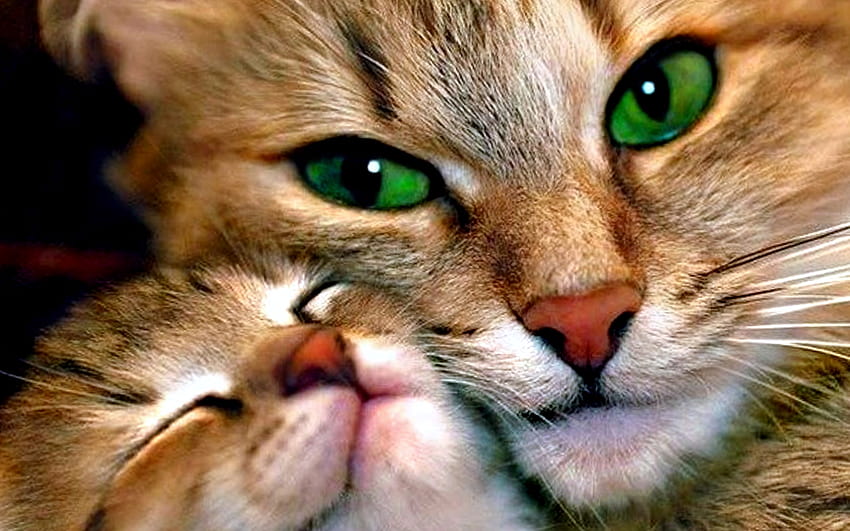 Mother And Child Cat / and Mobile Backgrounds, cat kid HD wallpaper