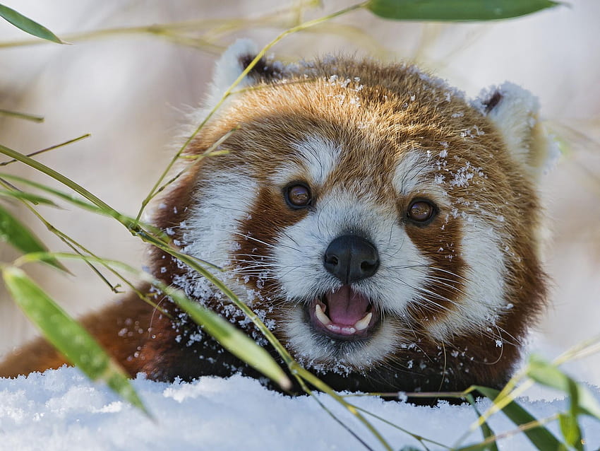 Mobile, Winter, Red, Bamboo, ,wild Life, red panda patterns HD wallpaper
