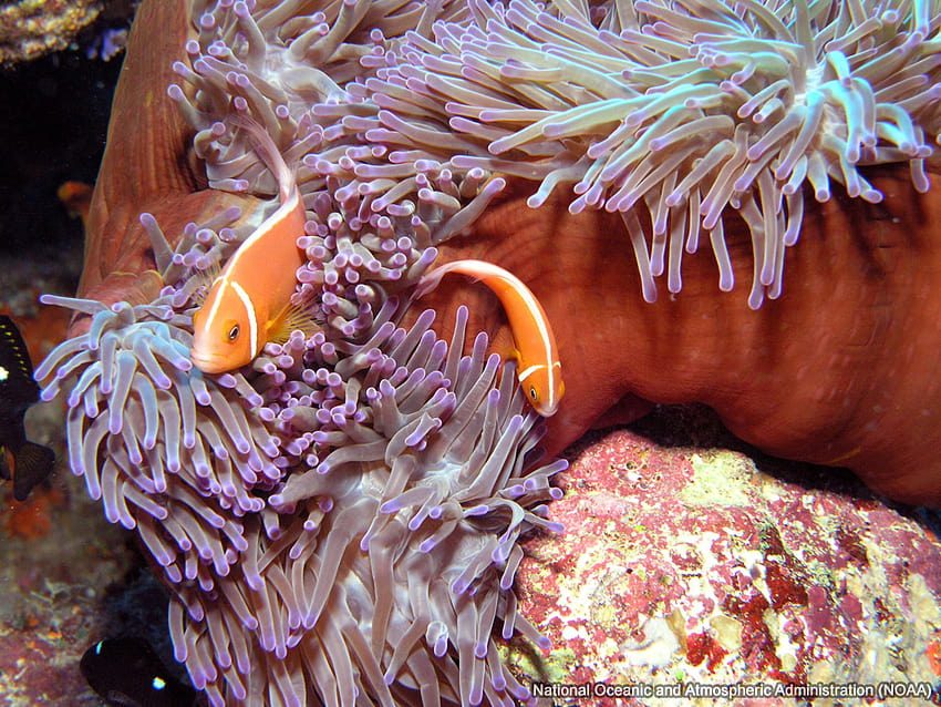Clownfish in Anemone, sea anemone HD wallpaper