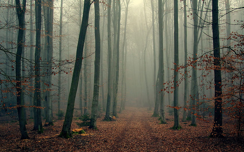 Foggy Forest Backgrounds, forest for computer HD wallpaper
