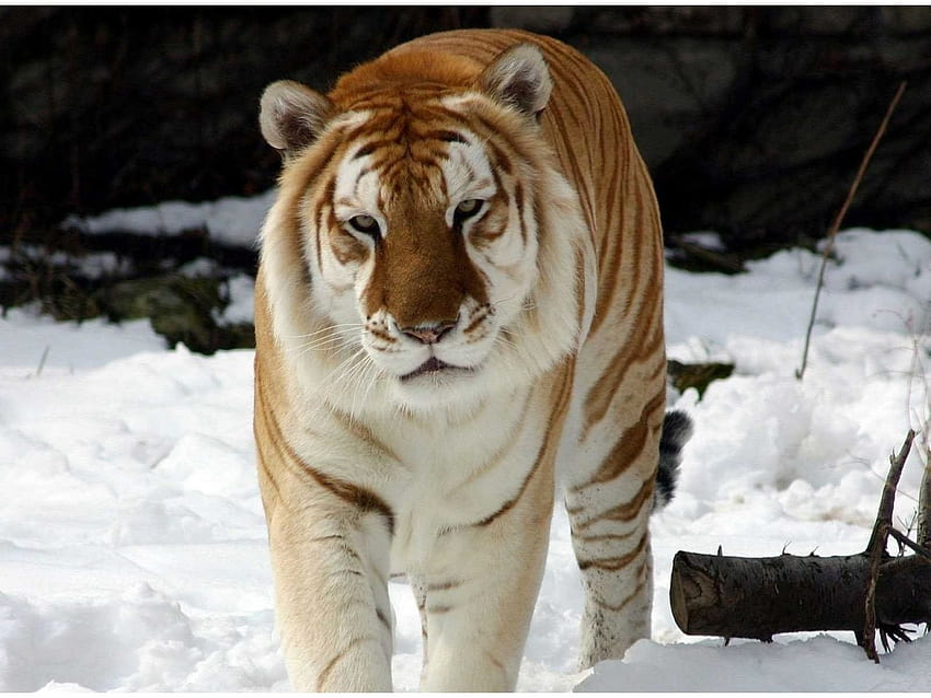 Tigre tigré doré, tigre doré Fond d'écran HD