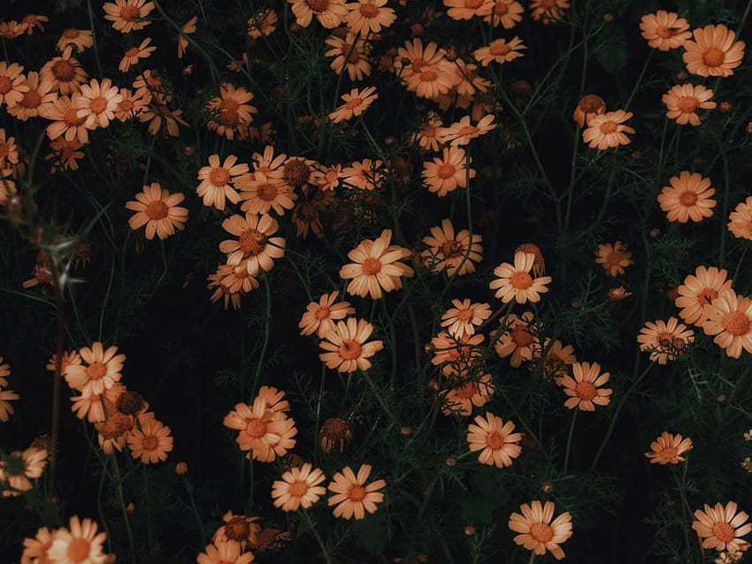 Chamomile, flowers, bloom , 1024x768, full screen minimal daisy HD wallpaper