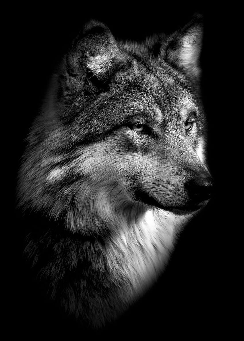 black wild wolf poster ' Poster by MK studio, wolf head HD phone wallpaper