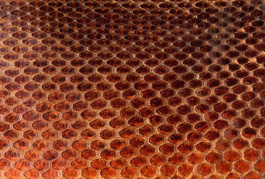 Escamas de pele de textura resumo de padrão animal de cobra, pele de animal papel de parede HD