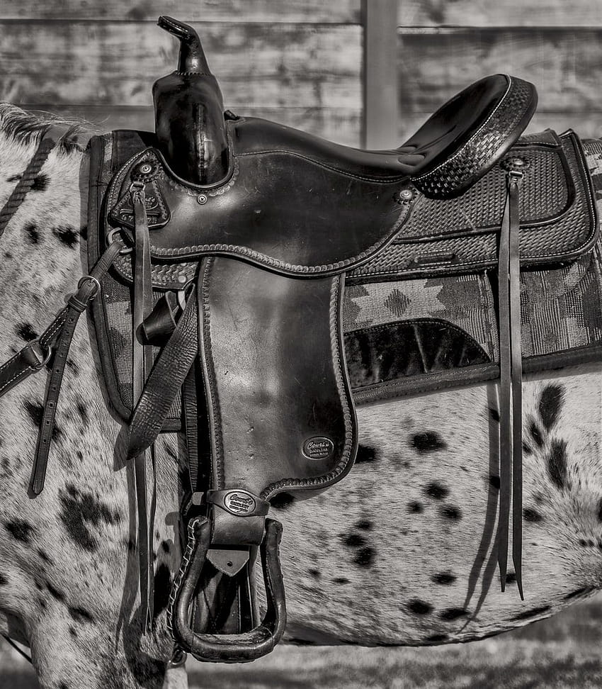 Pferdesattel, Pferd mit Sattel HD-Handy-Hintergrundbild