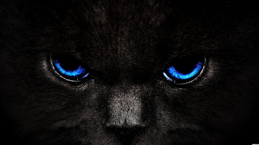 Fundos pretos e azuis Olhos azuis de gato preto papel de parede HD