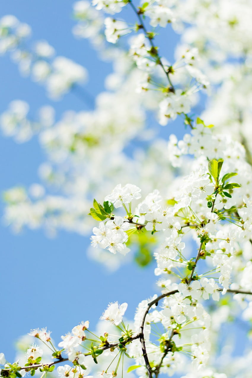 ดอกไม้สีขาวใต้ท้องฟ้าสีครามในเวลากลางวัน – ฤดูใบไม้ผลิในฤดูใบไม้ผลิกลางแจ้ง วอลล์เปเปอร์โทรศัพท์ HD