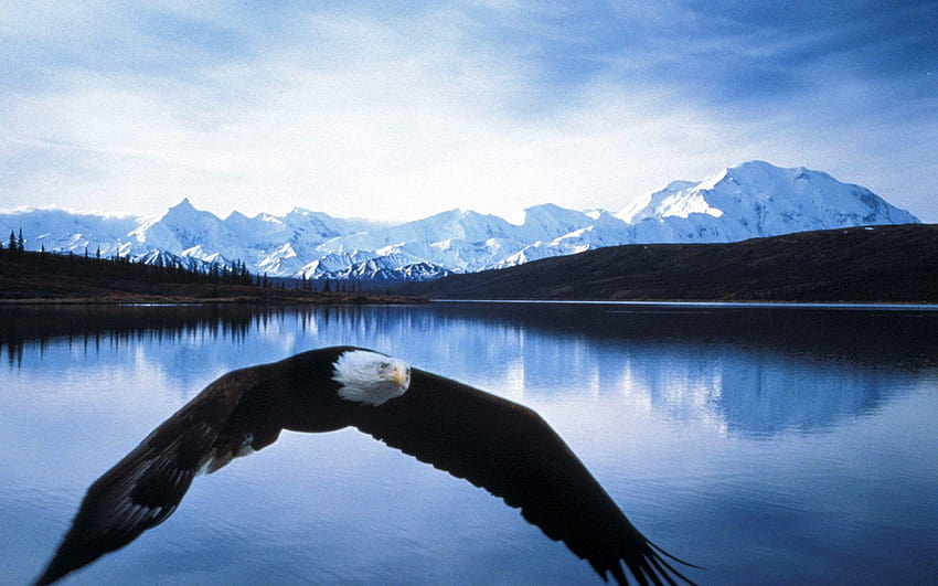 Bald Eagle In Flight Denali National Park Alaska HD wallpaper