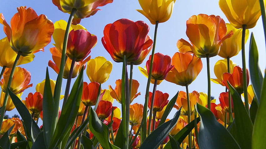 Keukenhof, Natur, Tulpen, Niederlande, Europa, Fenster, Europa Frühling HD-Hintergrundbild