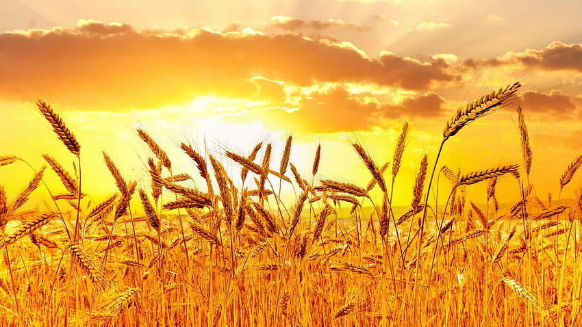 Fields Wheat spikes for Android, fields of wheat HD wallpaper
