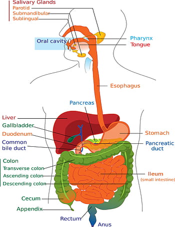 digestive system diagram for kids clipart