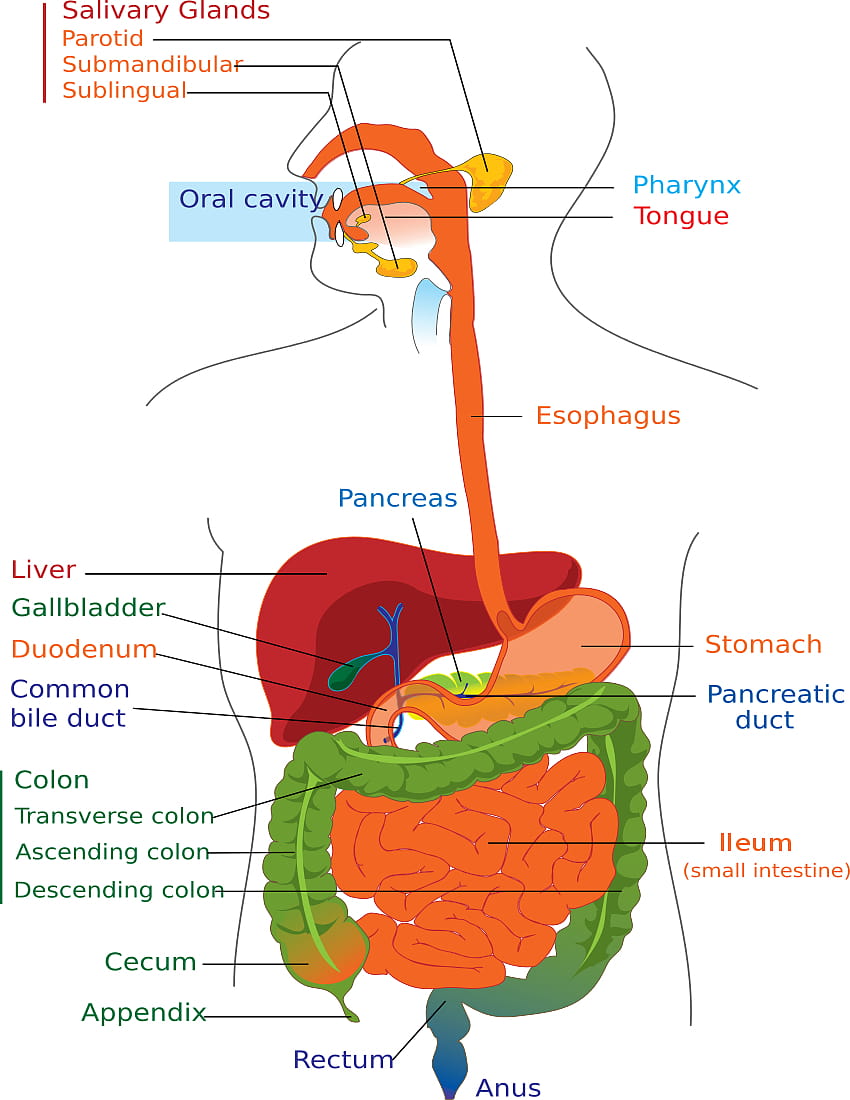 isimez: diagrama del sistema digestivo en blanco para niños fondo de pantalla del teléfono