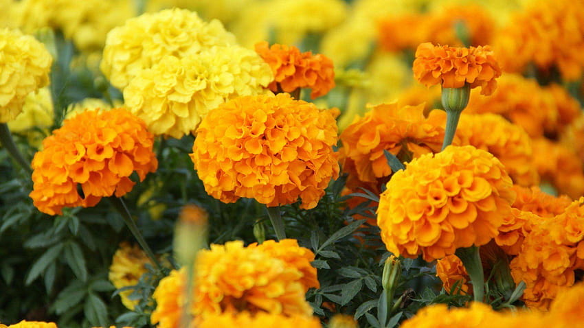Marigold Flowers And HD wallpaper