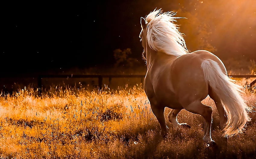 Die 8 Besten Schöne Pferde Hintergrundbilder Sfondo HD