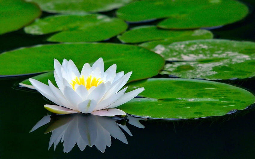 New Lotus Flowers For Windows, lotes flower HD wallpaper