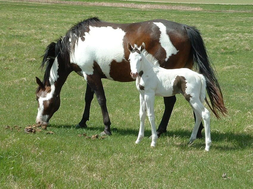Potro Cavalo Pôneis Pintados Animais Cavalos Arte, Égua, égua e potro papel de parede HD