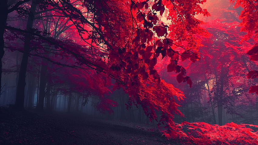drzewa o czerwonych liściach ultra szeroki graficzny charakter [2560x1080] na telefon komórkowy i tablet, jesienny las ultrawide Tapeta HD