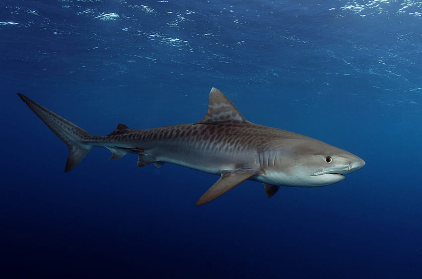 8 Swimming With Sharks Youtube. Shark, tiger shark HD wallpaper