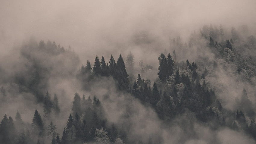 霧の森 HQ 背景、霧の森 高画質の壁紙