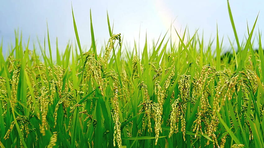 Campos de arroz de alta calidad, paddy fondo de pantalla
