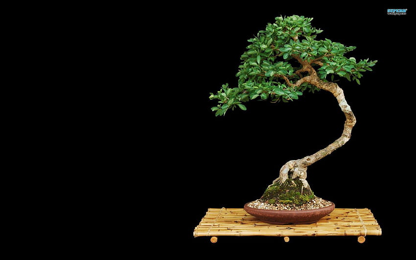bonsai tree HD wallpaper