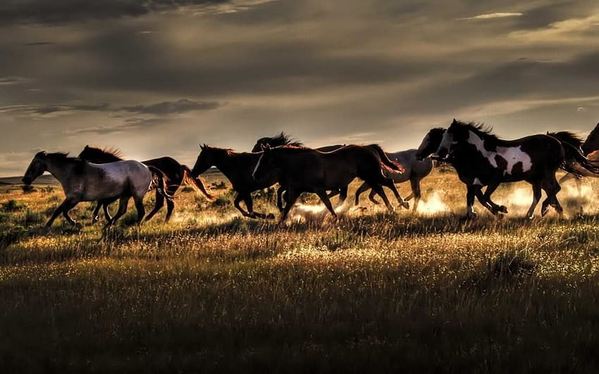 Dziki koń, biegnący koń Tapeta HD