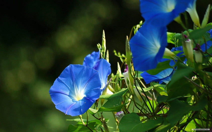 Morning Glory Flower HD wallpaper | Pxfuel