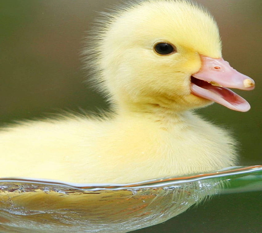 Cute Duck by __Sonia__ HD wallpaper | Pxfuel