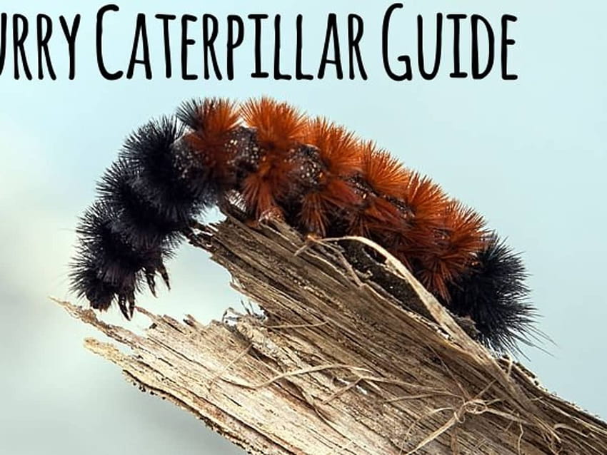 Furry Caterpillars: An Identification Guide, isabella tiger moth lagartas papel de parede HD
